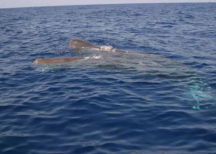 Corallo Vacanze Daire *